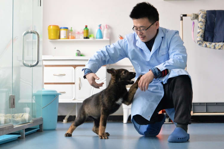 В Китае клонировали полицейскую овчарку, чтобы ускорить дрессировку щенка»