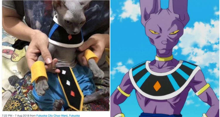 Кот отлично косплеит Beerus из Dragon Ball