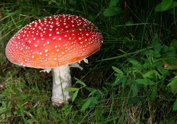 Ядовитые грибы в России