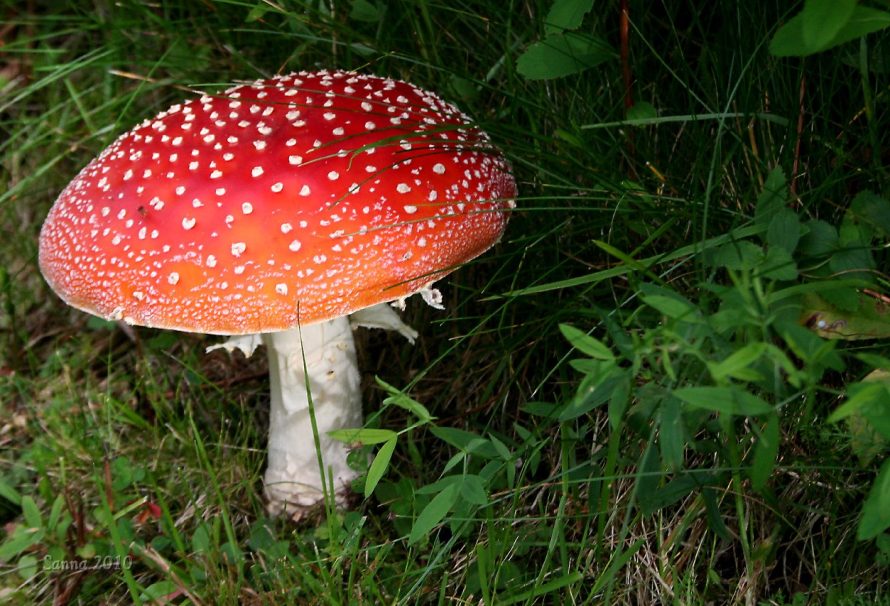 Ядовитые грибы в России