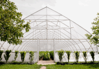 Плюсы поликарбонатных теплиц для дачи и огорода