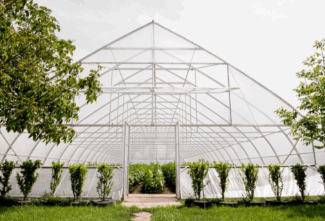 Плюсы поликарбонатных теплиц для дачи и огорода